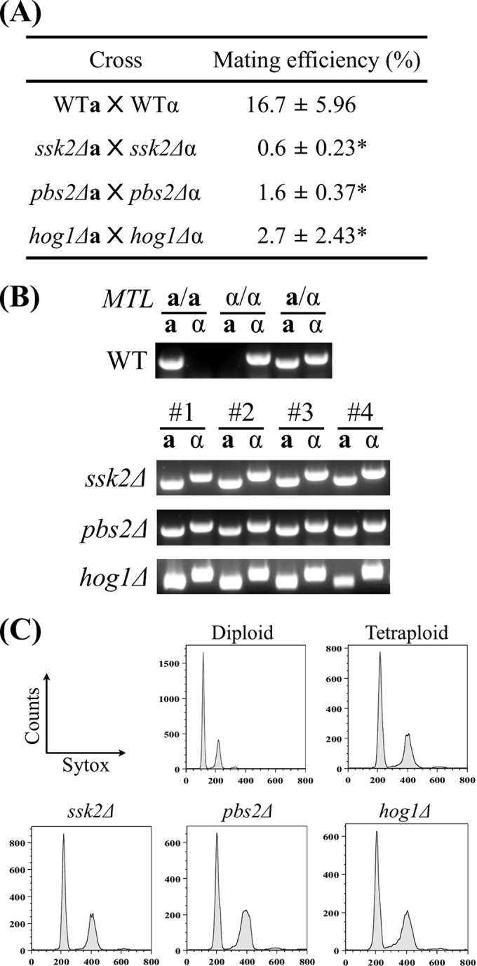 FIG 6