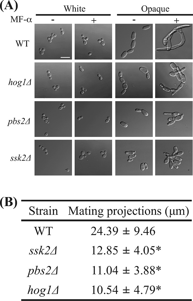 FIG 5