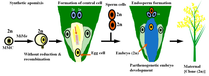 Figure 6