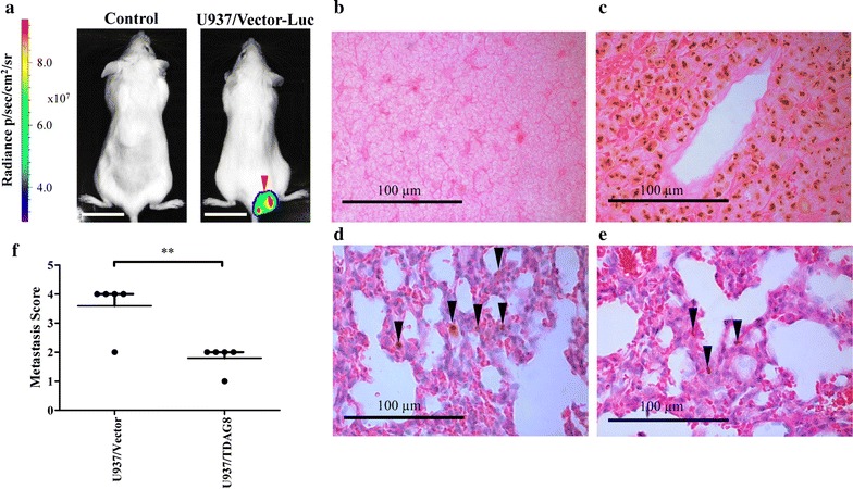 Fig. 6