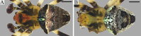 Fig 5