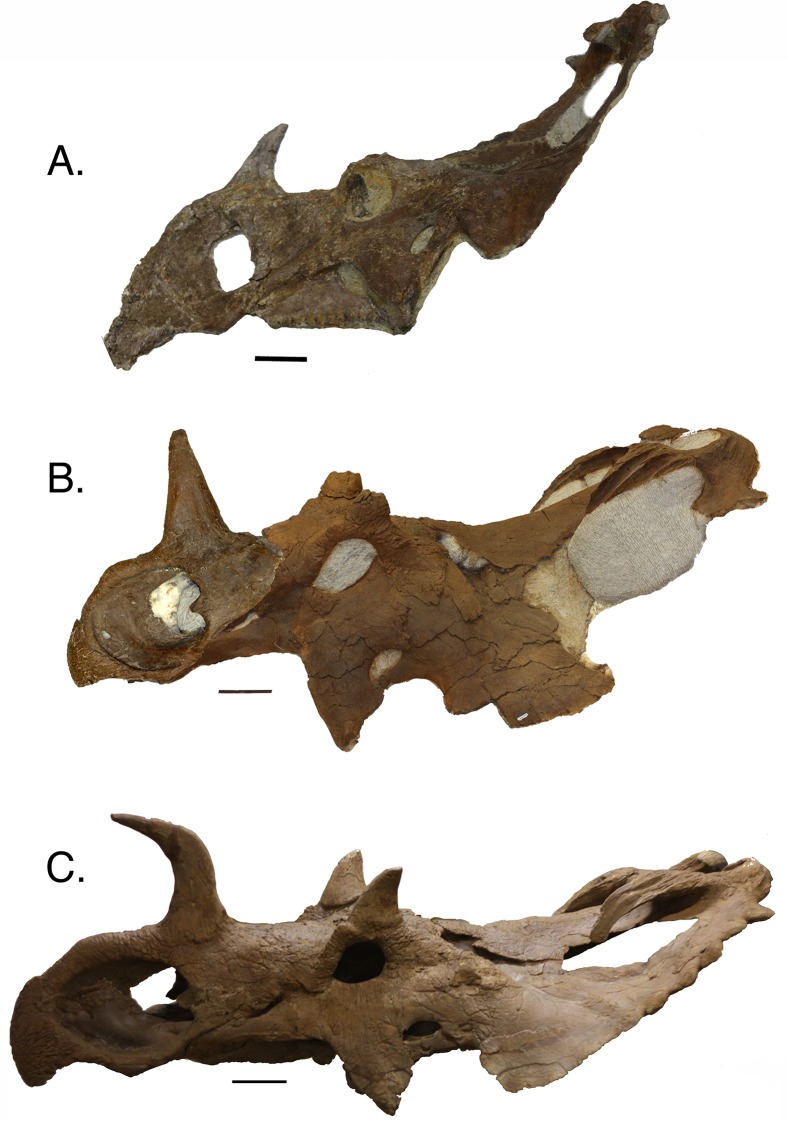 Figure 7