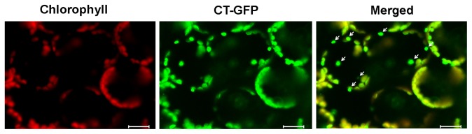 Figure 5