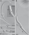Fig. 5.