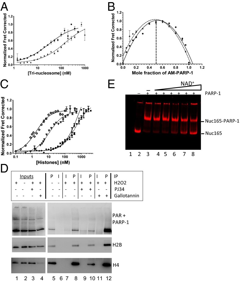 Automodification switches PARP-1 function from chromatin architectural ...