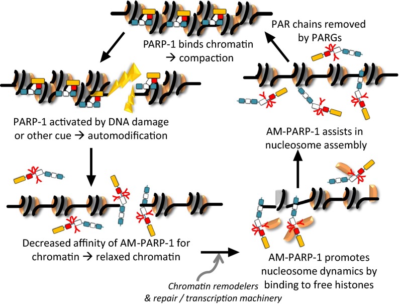 Automodification switches PARP-1 function from chromatin architectural ...