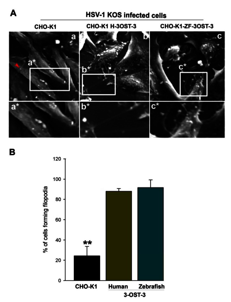 Fig. (1)