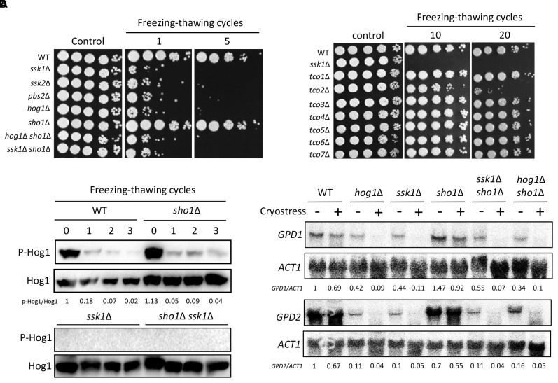 FIGURE 3