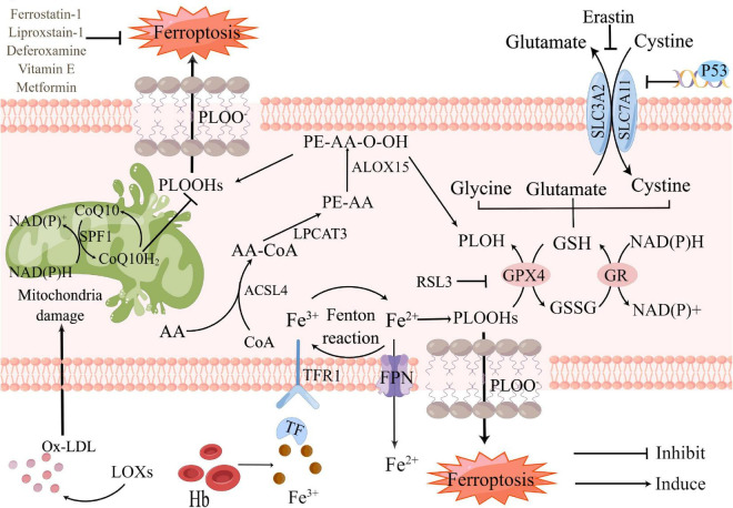 FIGURE 1