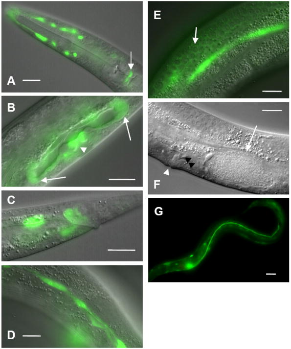 Fig. 5