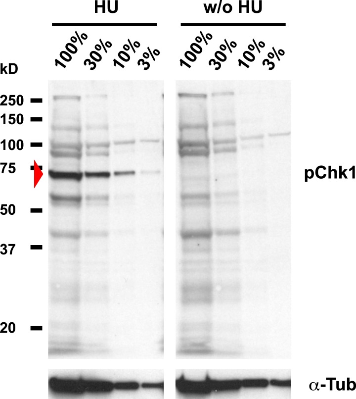 Figure 5—figure supplement 1.