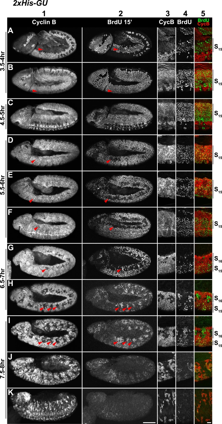 Figure 3—figure supplement 1.