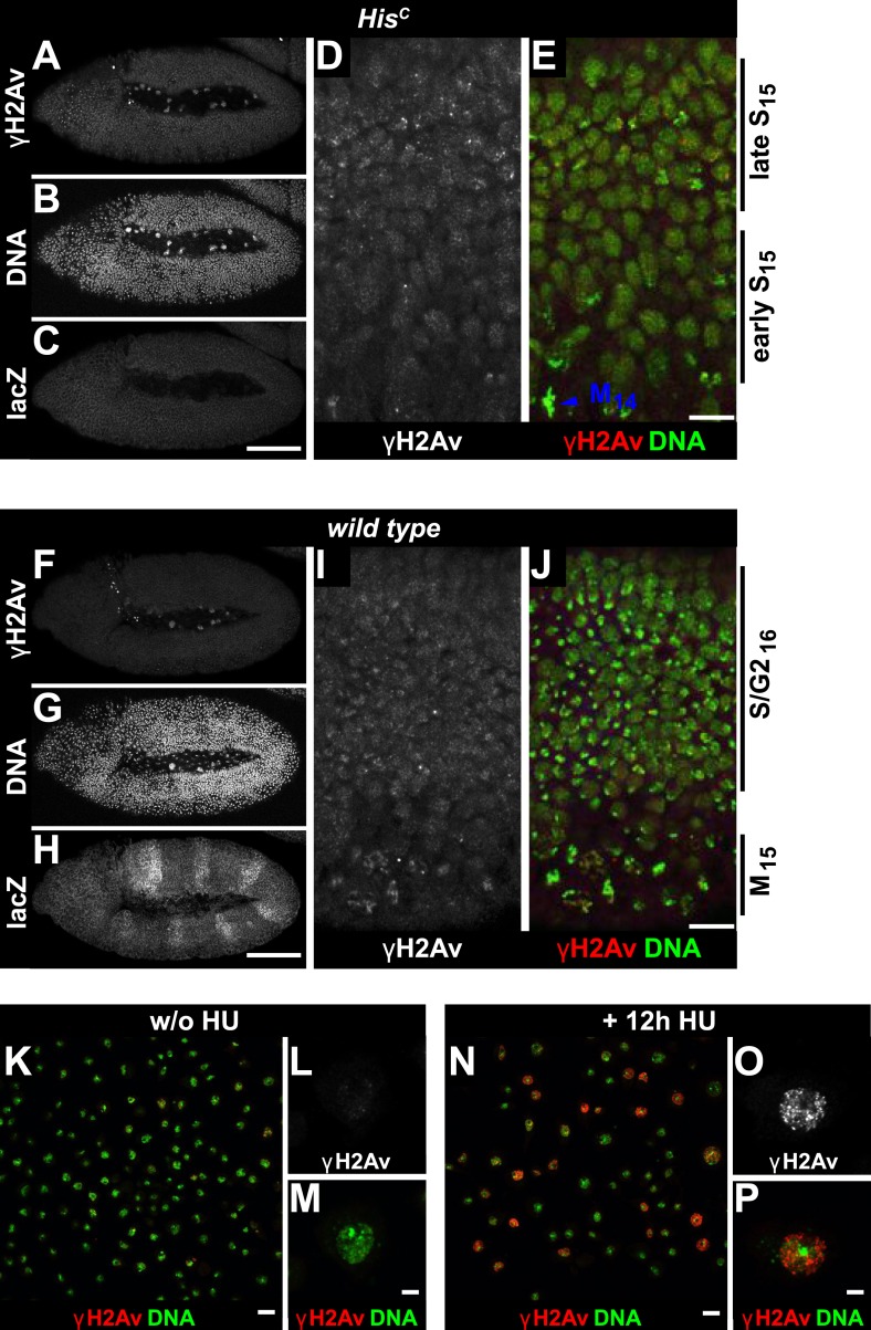 Figure 4—figure supplement 1.