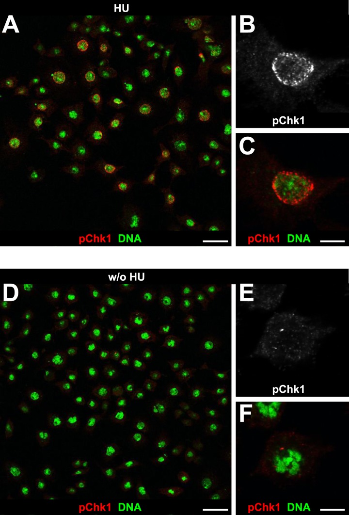 Figure 5—figure supplement 2.