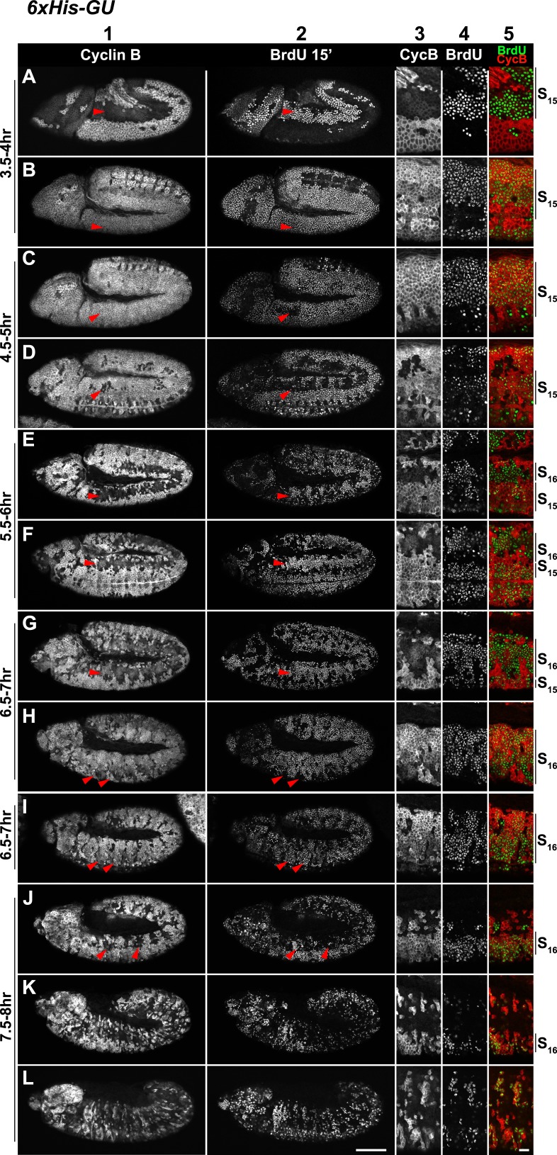 Figure 3—figure supplement 2.