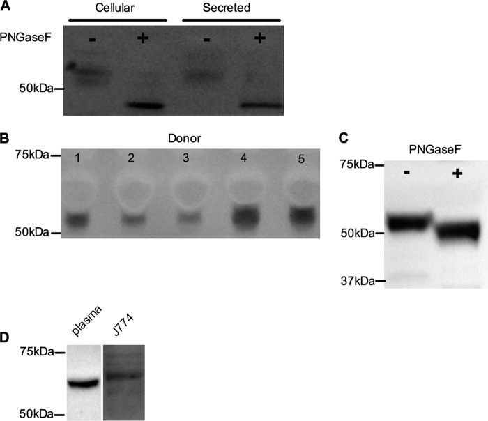 FIGURE 4.