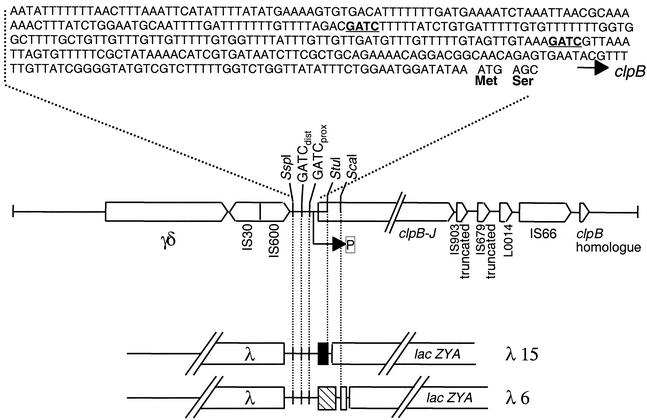 FIG. 1.