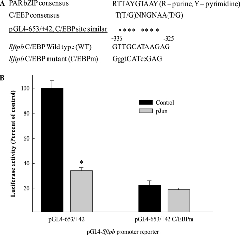 Jun-ccaat Enhancer-binding Protein Complexes Inhibit Surfactant 