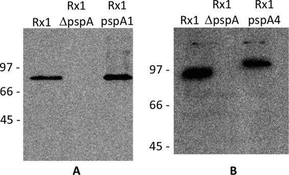 FIG 1