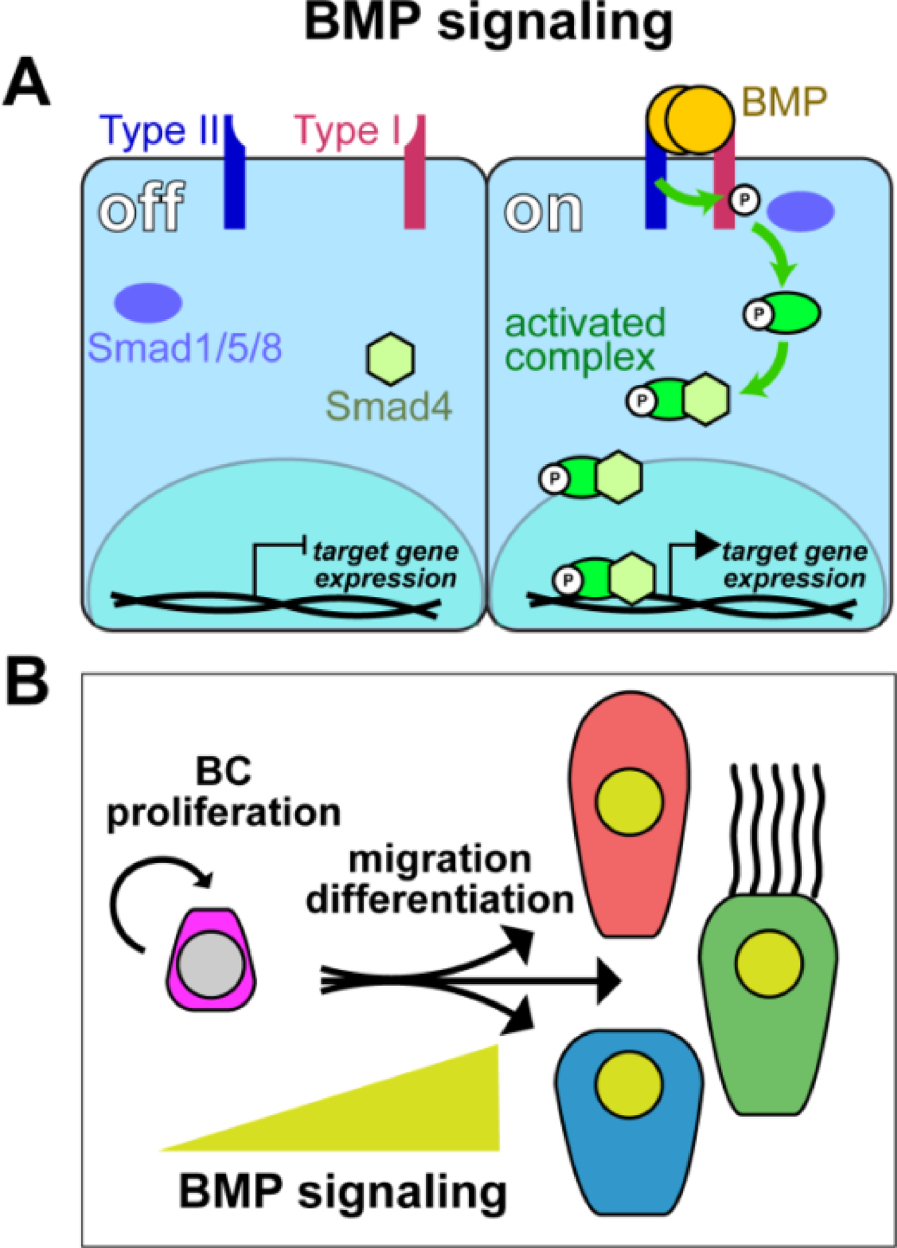 Figure 4: