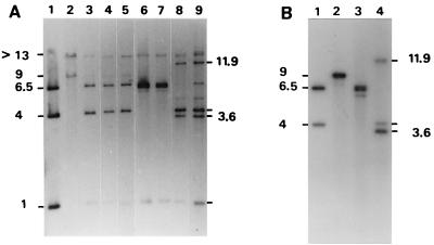 FIG. 1