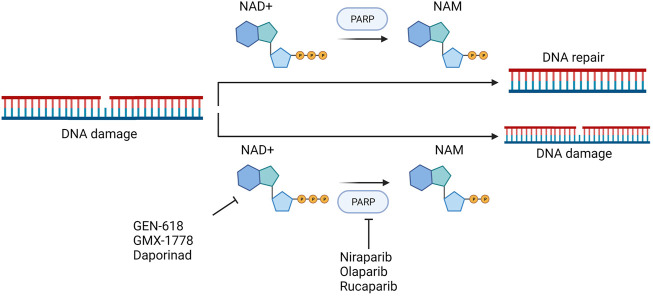 FIGURE 9