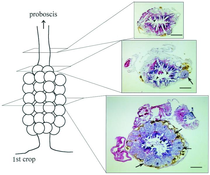 FIG. 1.