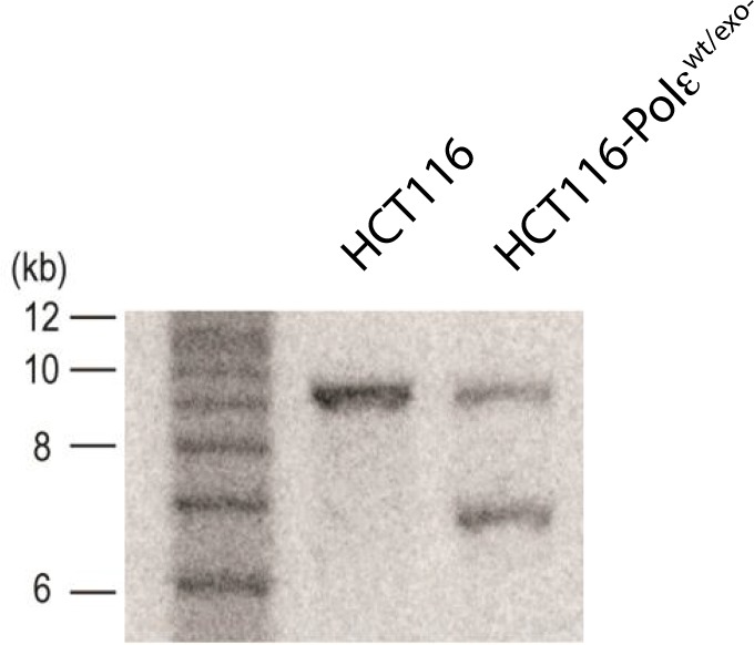 Figure 1—figure supplement 2.