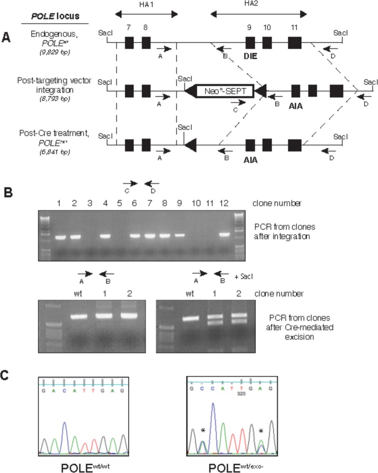 Figure 1—figure supplement 1.