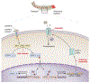 Figure 1 |