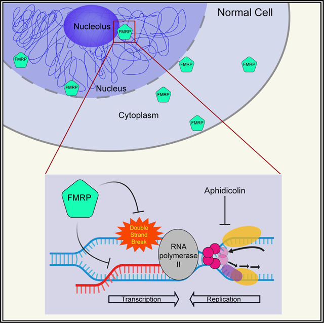 graphic file with name nihms-1631913-f0001.jpg