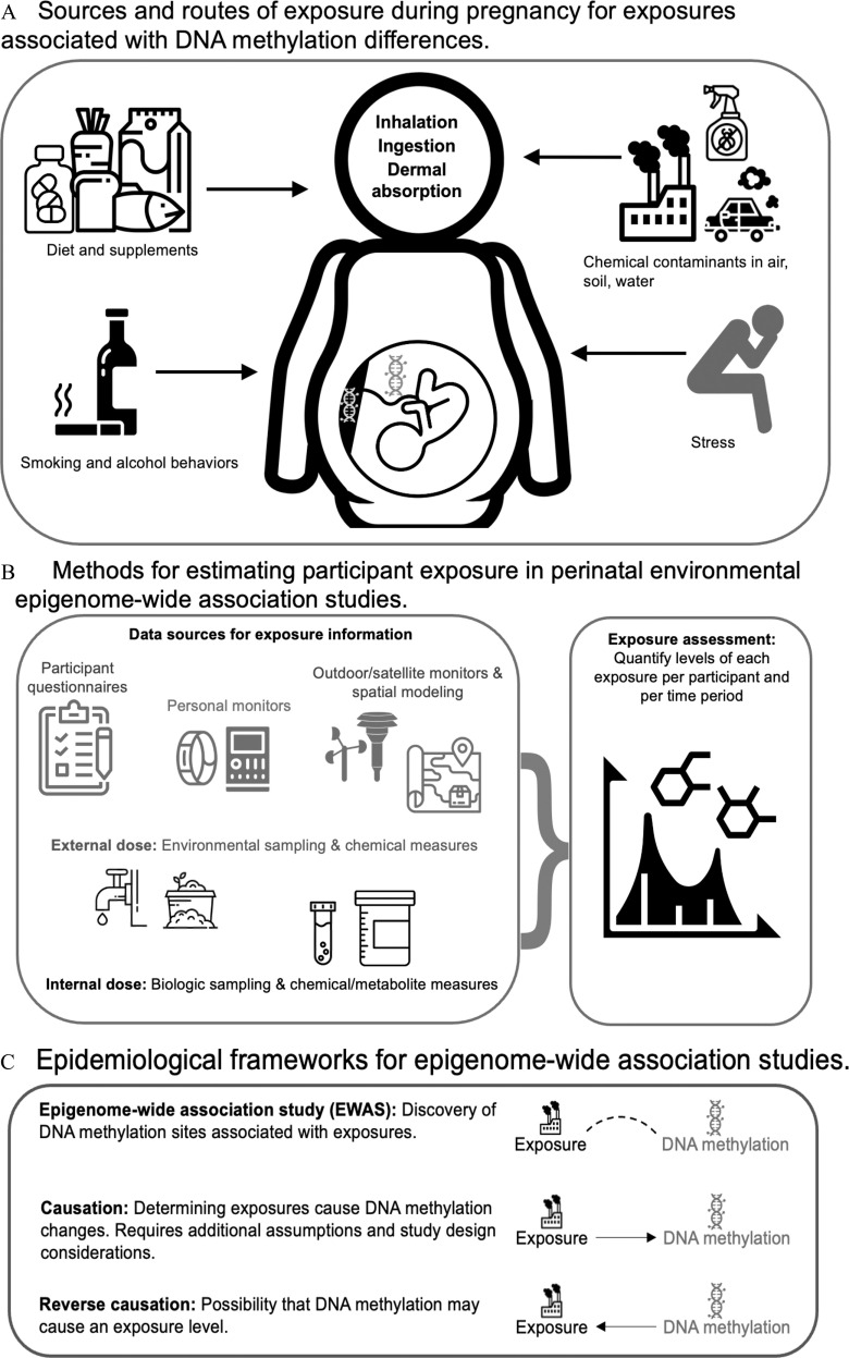 Figure 1A is a schematic illustration depicting the sources and routes of exposure during pregnancy for exposures associated with D N S methylation differences. Inhalation, ingestion, dermal, and absorption in a pregnant woman include diet and supplements; chemical contaminants in air, soil, and water; smoking and alcohol behaviors; and stress. Figure 1B is a schematic illustration depicting the methods for estimating participant exposure in perinatal environmental epigenome-wide association studies. There are two steps. Step 1: Data sources for exposure information include participant questionnaires, personal monitors, outdoor or satellite monitors, and spatial modeling; external doses include environmental sampling and chemical measures; and internal doses include biologic sampling and chemical or metabolite measures. Step 2: Data sources for exposure information, external dose, and internal dose lead to exposure assessment that includes quantifying levels of each exposure per participant and per time period. Figure 1C is a schematic illustration depicting the epidemiological frameworks for epigenome-wide association studies. There are three steps. Step 1: The epigenome-wide association study (E W A S): discovery of D N A methylation sites associated with exposures. The exposure and D N A methylation are interconnected. Step 2: Causation: Determining exposures cause D N A methylation changes. Requires additional assumptions and study design considerations. The exposure leads to D N A. Step 3: Reverse causation: Possibility that D N A methylation may cause an exposure level. The D N A methylation leads to exposure.