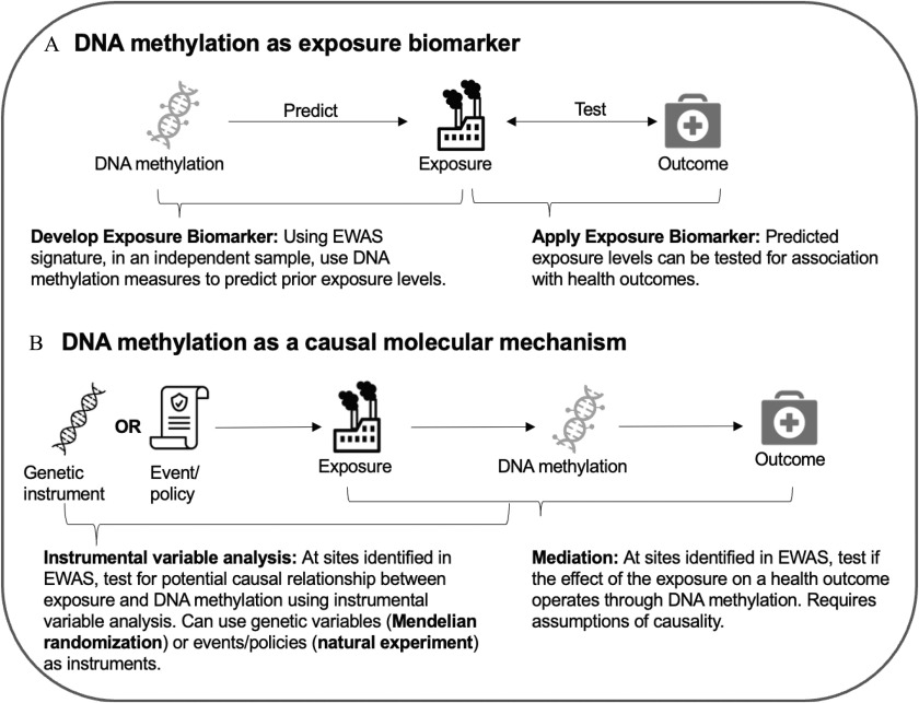 Figure 4A is a schematic illustration flowchart depicting the D N A methylation as an exposure biomarker has two steps. Step 1: The D N A methylation, including developing exposure biomarkers: using exposure epigenome-wide association study signature in an independent sample, use D N A methylation measures to predict prior exposure levels leading to exposure. Step 2: The exposure, including applying exposure biomarkers: Predicted exposure levels can be tested for association with health outcomes. Figure 4B is a schematic illustration flowchart depicting the D N A methylation as a causal molecular mechanism has two steps. Step 1: genetic instrument, event, or policy, including instrumental variable analysis: at sites identified in the exposure epigenome-wide association study, test for a potential relationship between exposure and D N A methylation using instrumental variable analysis. Can use genetic variables (mendelian randomization) or events or policies (natural experiments) as instruments leading to exposure. Step 2: The exposure, including mediation: At sites identified in the exposure epigenome-wide association study, test if the effect of the exposure on a health outcome operates through D N A methylation. Requires assumptions of causality lead to outcome.