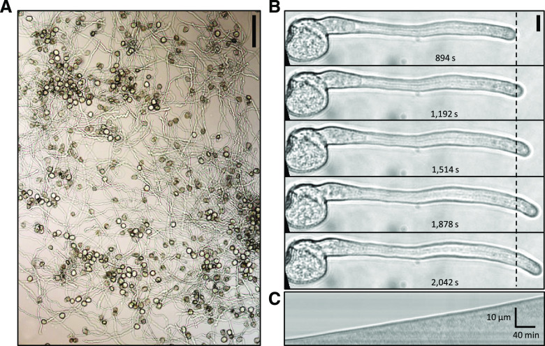 Figure 2.