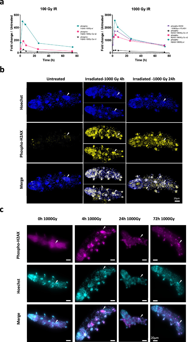 Figure 1—figure supplement 2.