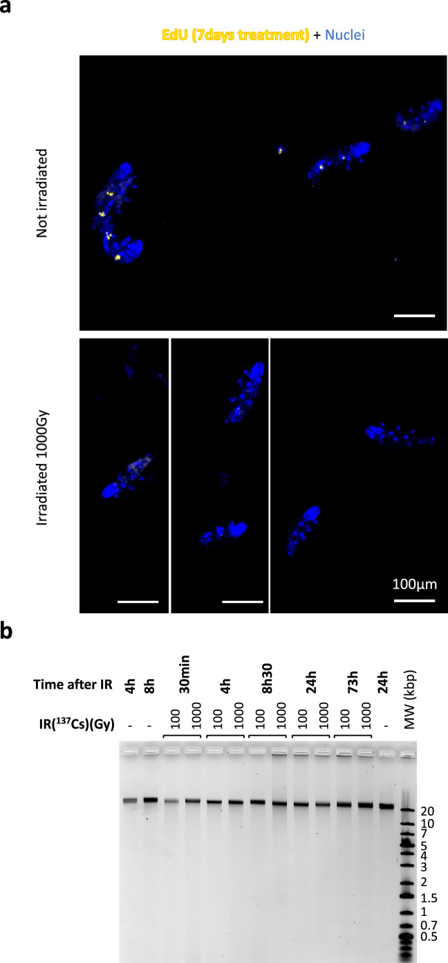 Figure 1—figure supplement 3.