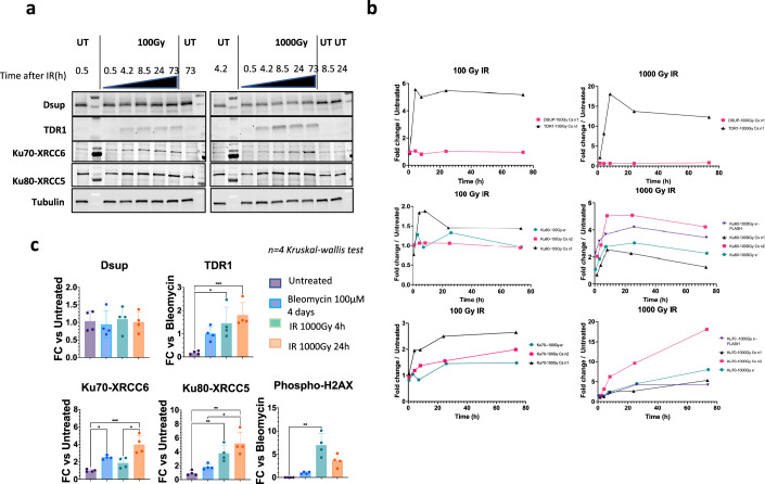 Figure 3—figure supplement 1.