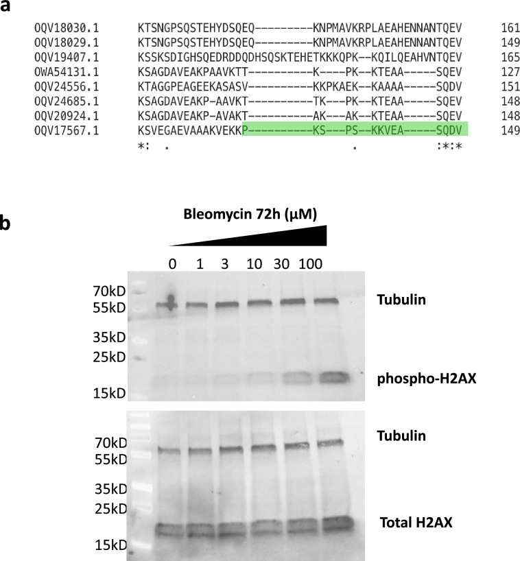 Figure 1—figure supplement 1.