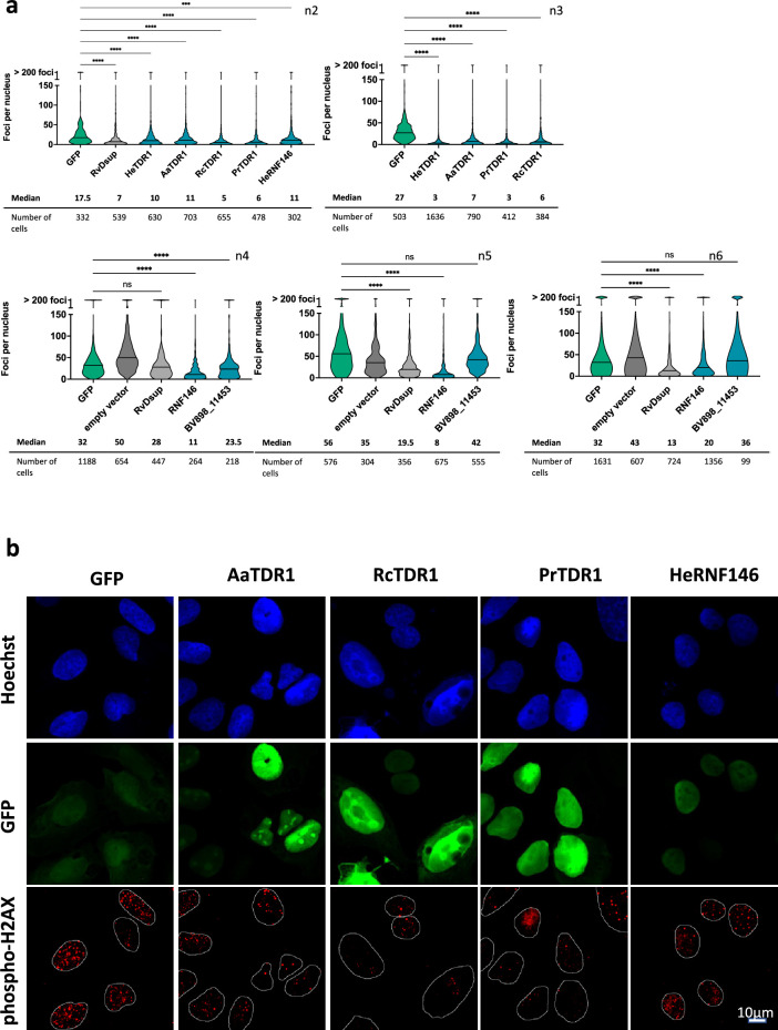 Figure 6—figure supplement 1.