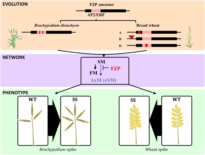 Figure 5.