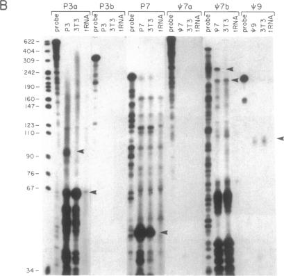 graphic file with name pnas01035-0110-a.jpg