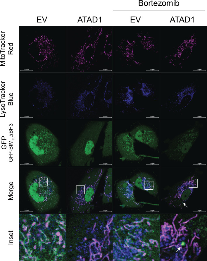 Figure 2—figure supplement 9.