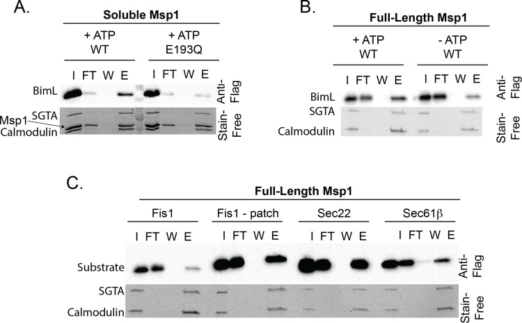 Figure 2—figure supplement 4.