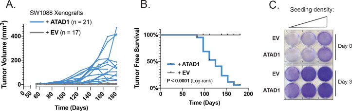 Figure 4—figure supplement 2.