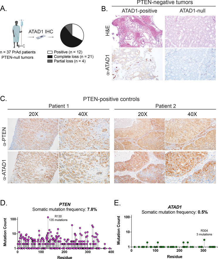 Figure 1—figure supplement 1.