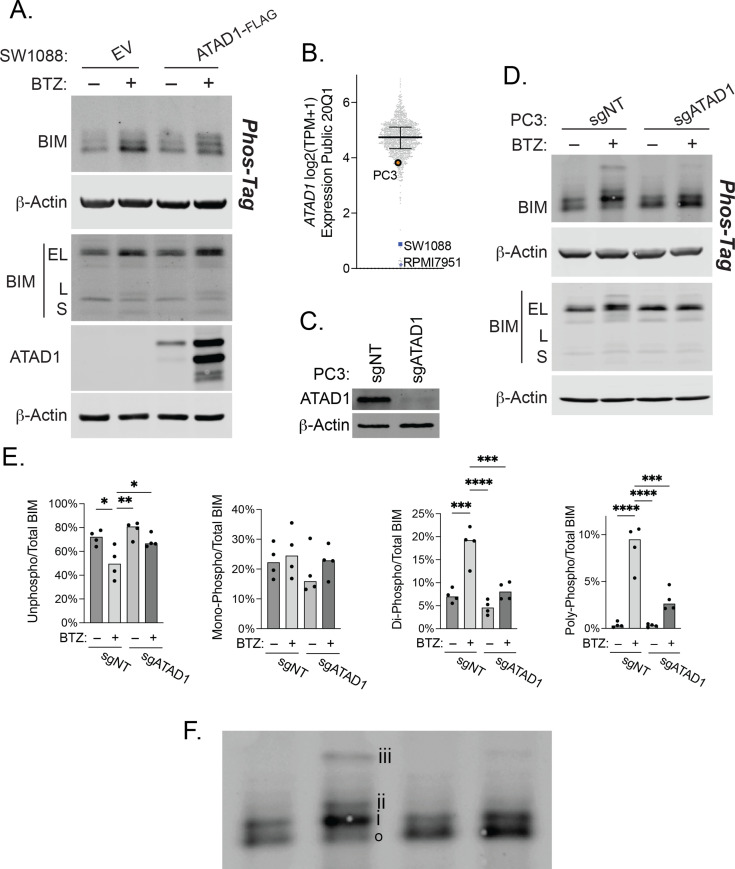 Figure 3—figure supplement 1.