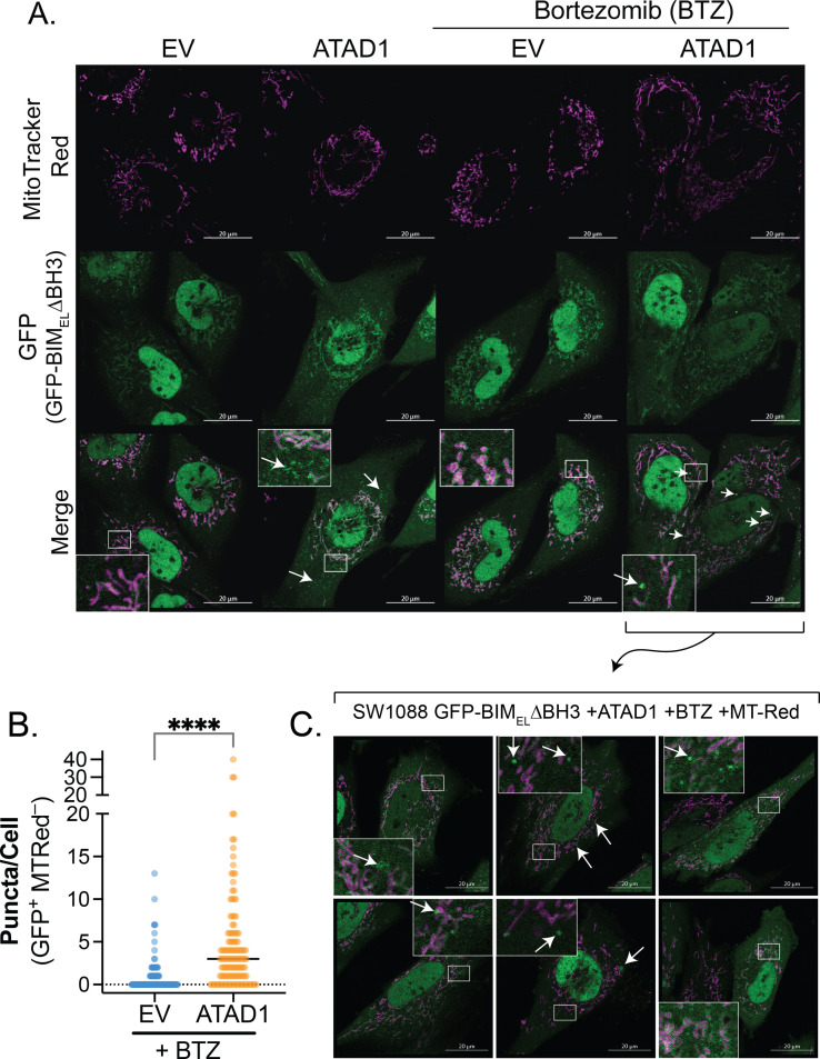 Figure 2—figure supplement 6.