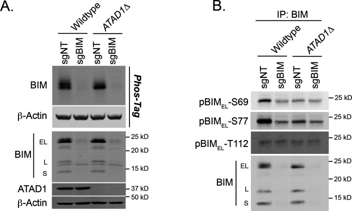 Figure 2—figure supplement 1.