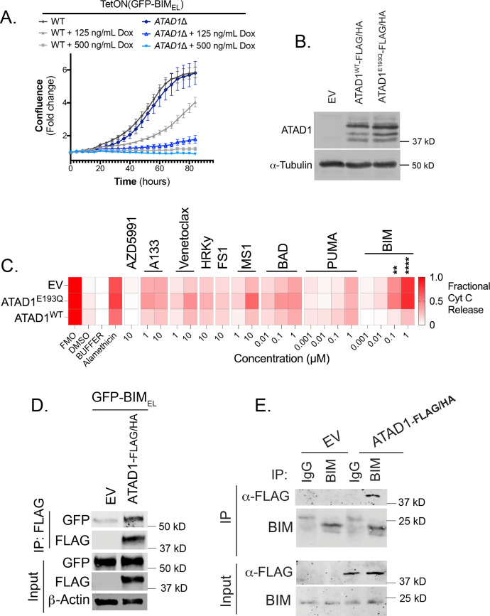 Figure 2—figure supplement 3.