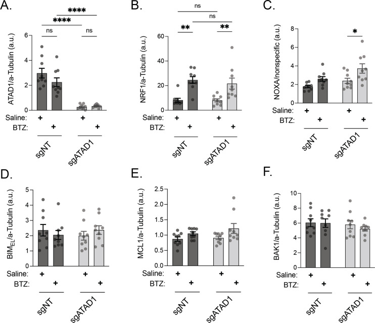 Figure 4—figure supplement 1.